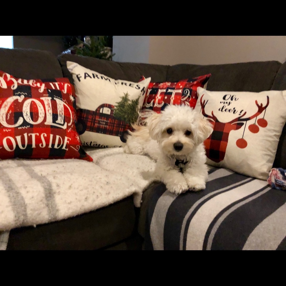 Meet your Posher, Divina